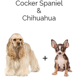 Chi-Spaniel Dog